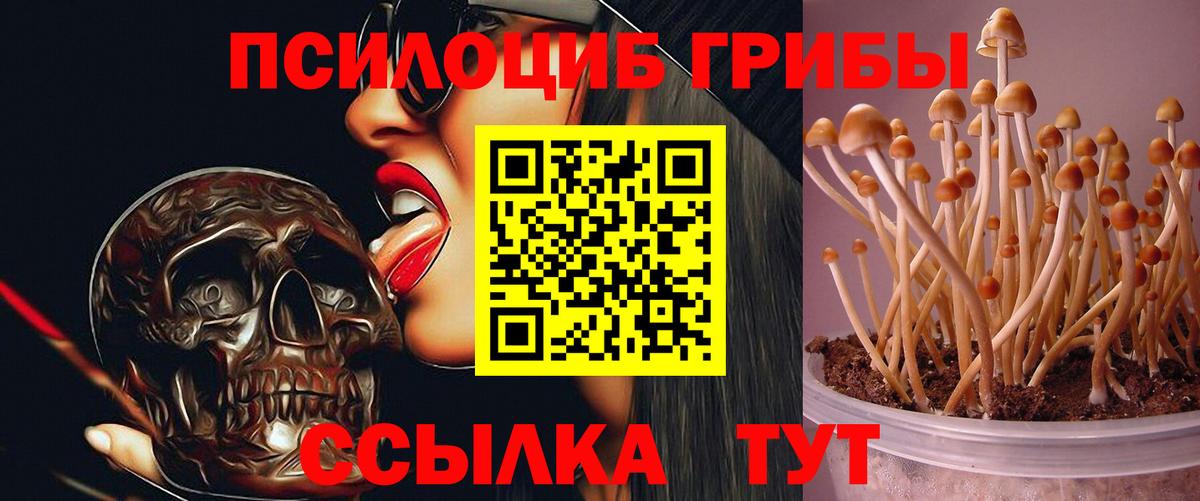Псилоцибиновые грибы Psilocybine cubensis Старая Купавна